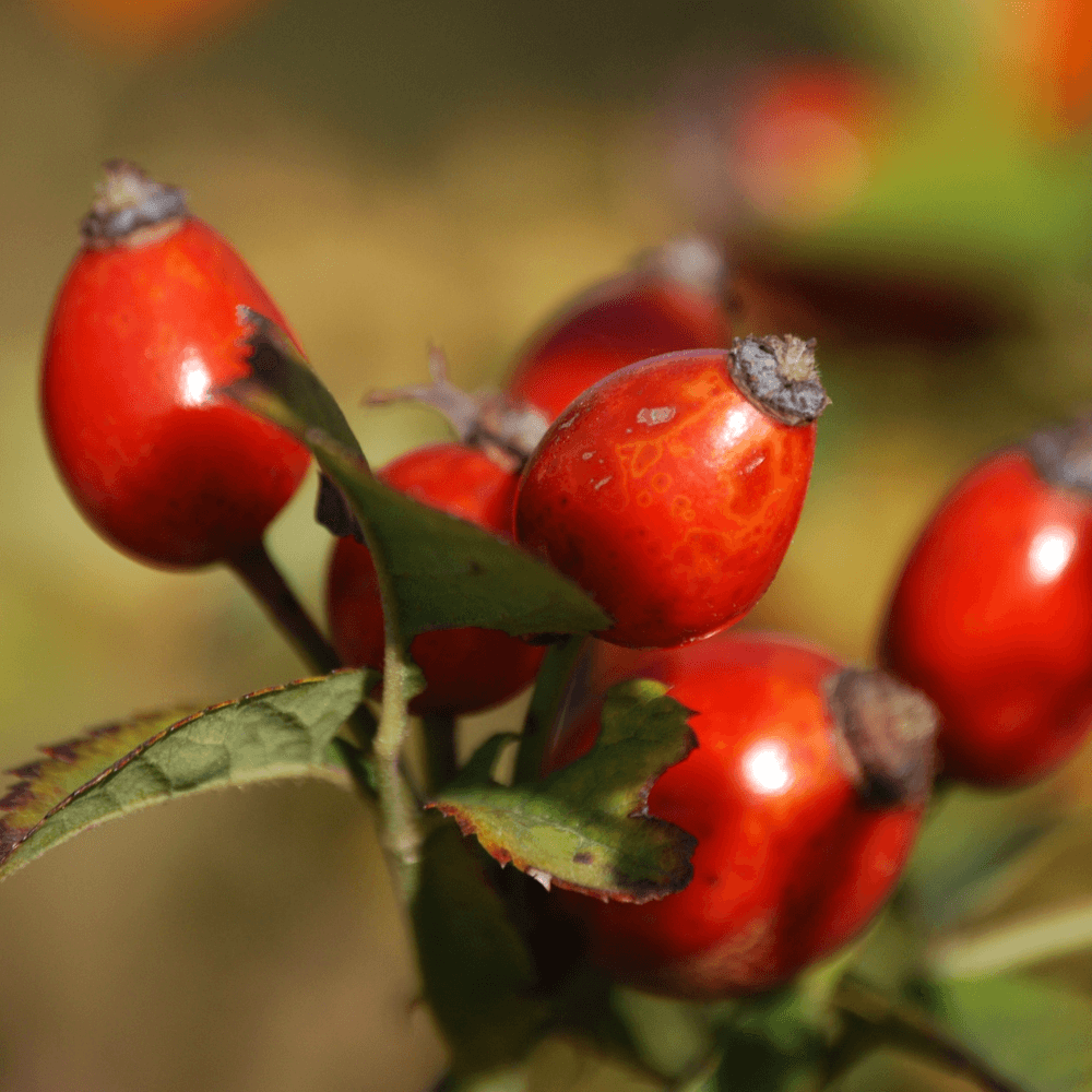 rosehips