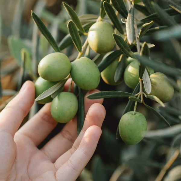 Does Squalane Clog Pores or is it a Skincare Miracle?